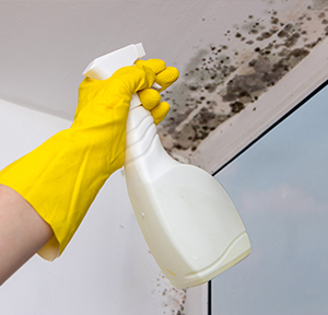 Mold & Mildew cleaners