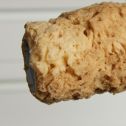 Armaly Natural Sponge Roller Cover